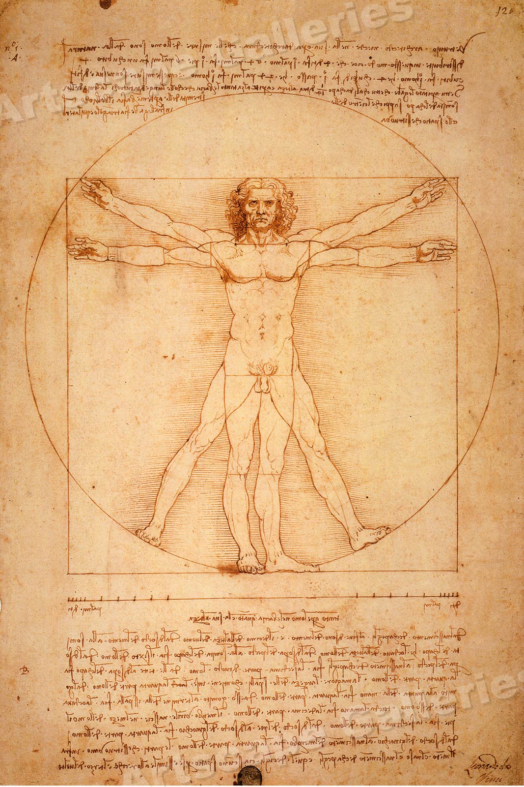Leonardo Da Vinci Sketch Vitruvian Man 1490 Art Poster Print x30 Ebay